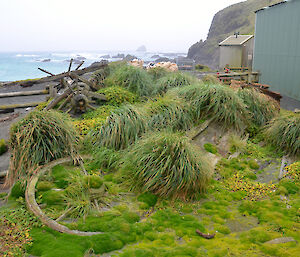 Artefact corral, taken in March 2013, roughly from the same position as picture above, showing artefacts (wagon pieces and rusted boiling pots) covered and surrounded by lots of green vegetation. It shows the recovery and regrowth after the rabbits have been eradicated