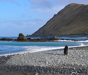 Looking south along the rocky East beach, with hills rising steeply from the shore and a single gentoo penguin in the foreground