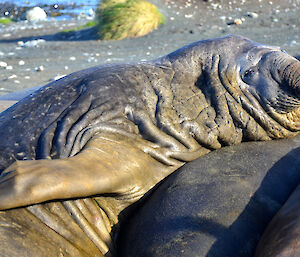 Elephant seal in the wallow near station, that looks all old and wrinkled like a share pei dog