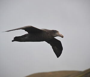 Southern giant petrel flying over West Beach