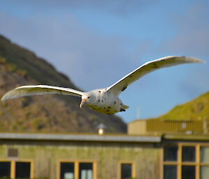 White southern giant petrel, flying over beach with station building in the background