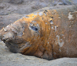 Moulting elephant seal with large pieces of fur and skin peeling away