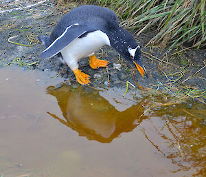 Who is a pretty boy? Gentoo penguin looking at its reflection in a puddle