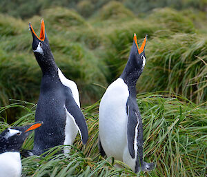 A pair of gentoo penguins calling each other, their beaks pointing skyward