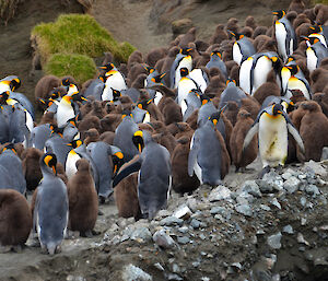 King penguin rookery at the base of Gadgets Gully. There are around 200 penguins in the picture, with more then half being rounded brown fluffy chicks which are almost as big as the adults