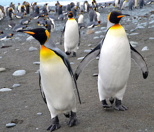 A pair of curious king penguins on the beach near Gadgets Gully, with many other king penguins on the beach in the background