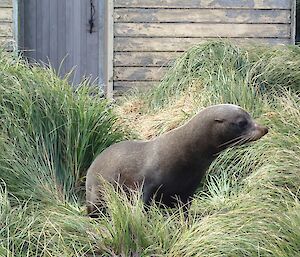 Young fur seal in the tussock grass and in front of one of the station buildings