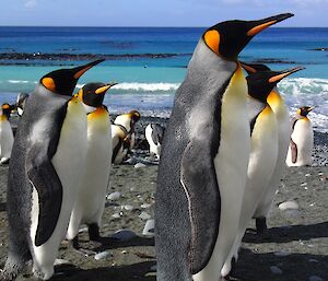 Numerous king penguins close up, on the beach, with several in the foreground looking in the same southerly direction