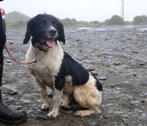 Ash, a black and white springer spaniel, one of the working dogs on Macca