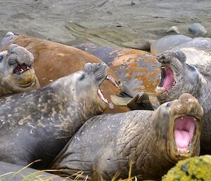 Several elephant seals with their mouths open, looking as though they are singing