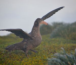 A Giant Petrel (GP) in the motion of taking off, with one wing in the air and the other down