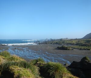 Looking toward a windswept Bauer Bay, with tussock grass in the foreground, then mud flats, then the bay. Will get to know this patch of coast very well with monthly marine debris surveys