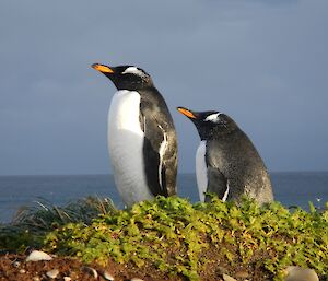 A pair of Gentoo penguins on the isthmus