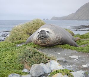 Bull elephant seal somewhere on the isthmus, with The Nuggets in the far background