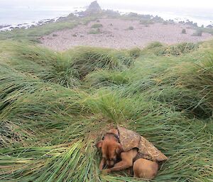 Cody the rodent dog (fox terrier border terrier cross), in the foreground, lying in the tussock grass taking a break with Hurd Point in the distant background