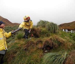 Putting out rodent tracking tunnels at Hurd point. Dean, on the right, is handing a tracking tunnel (triangular tube about 50 centimetres long) to Ange who is staning above a small borough amongst the tussock