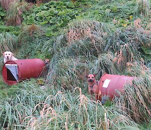 Rico (white labrador), Cody and Bail (terriers) at Green Gorge. The dogs are beside their kennels, which are made of empty 200 litre fuel drums