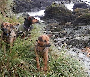 The pack of three rodent dogs Cody, Chase and Bail sitting on some tussock grass, near a rocky beach