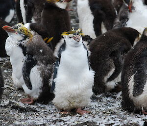 Several moulting royal penguins