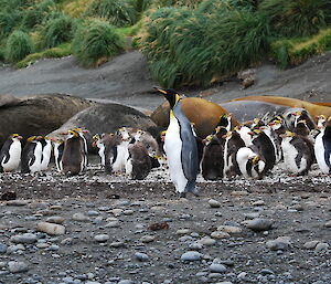 A king penguin in front of 40 or so royal penguins with several elephant seal behind them