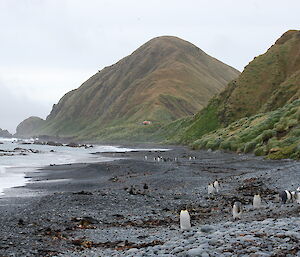 View along the rocky beach at Sandy Bay with Brothers Point hut about halfway along and some penguins on the beach. Steep slopes rise from the high water mark of the beach