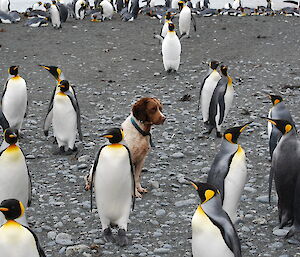 Colin, the springer spaniel, surrounded by curious king penguins at Sandy Bay