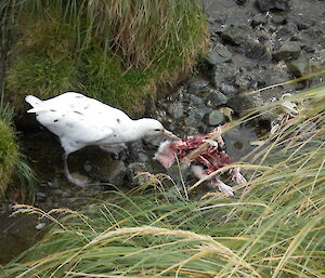 A Southern giant petrel (GP) feasting on a dead royal penguin