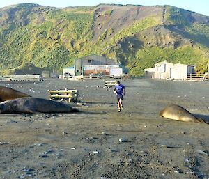 Craig pushing hard to break the record. He is running past some elephant seals, with the station and North Head in the background