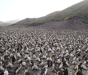 A penguin colony made up of thousands of penguins living on Macquarie island mountain range