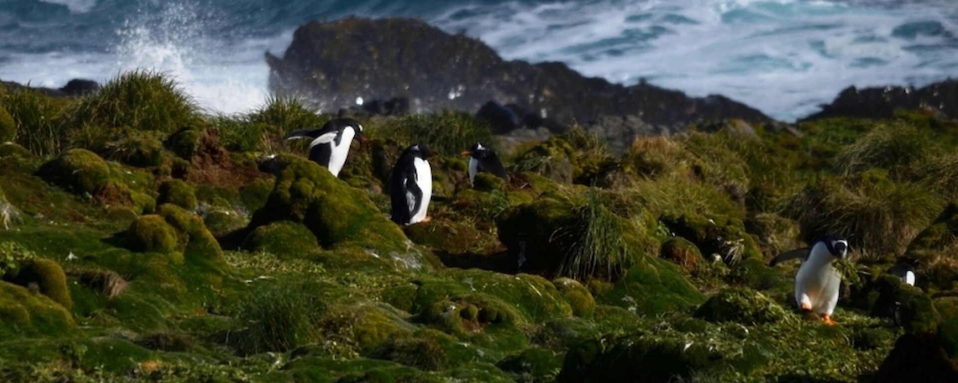 Several gentoo penguins ‘play nesting’ on the rugged west coast near Eagle Bay.
