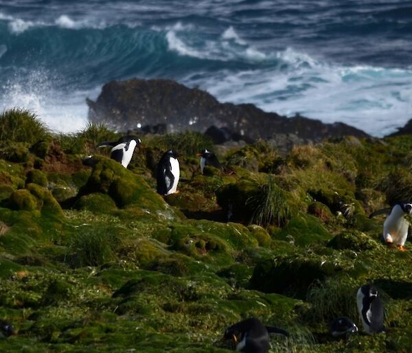 Several gentoo penguins ‘play nesting’ on the rugged west coast near Eagle Bay.