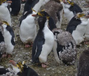 Close up of royal penguins at Sandy Bay rookery — showing that several of the chicks have partial moulted, that is partially lost their down feathers