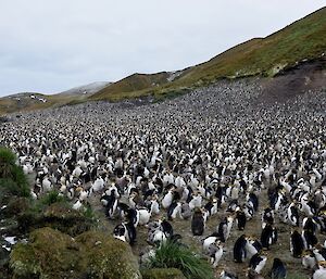 Several hundred royal penguins on a slight slope at Sandy Bay with many of the chicks in partial feather moult