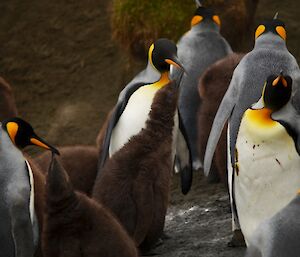 Several adult king penguins with a few brown fluffy chicks. Two of the chicks are being fed by their parent