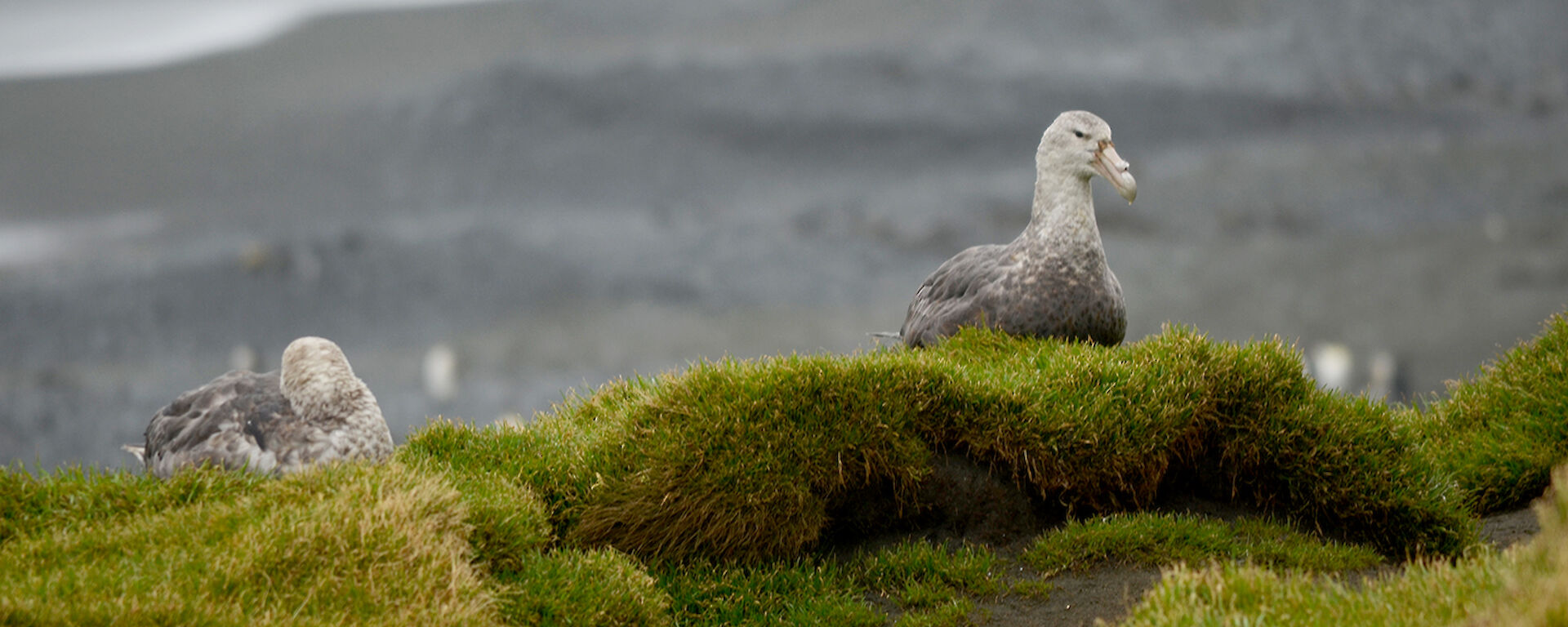 Two southern giant petrels at Gadgets Gully crouching on some tussock grass