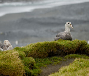 Two southern giant petrels at Gadgets Gully crouching on some tussock grass