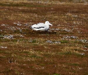 Wandering albatross on a nest somewhere on the west coast