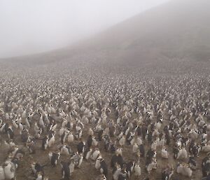 Thousands of penguins standing together