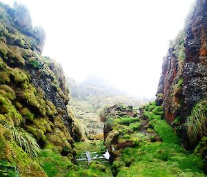 Landscape picture of Macquaries island at Mawson very green and lush slope