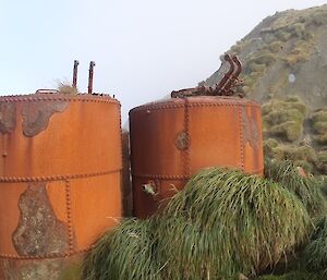 Two very old and rusted large orange metal drums in amongst the tussuck