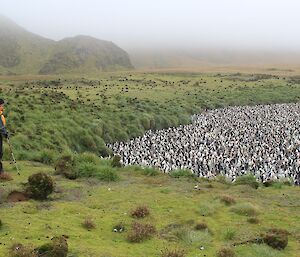 Marty standing at the edge of a penguine colony made up of thousands of penguines behind him is some mountains and low lying clouds