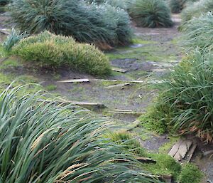 A picture of very old wood amongst tussuck grass