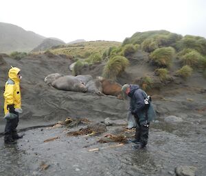 Nick and Chris picking up rubbish in Bauer Bay near resting elephant seals