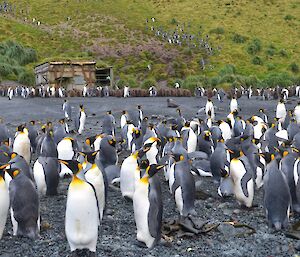 King penguin colony at the northern end of Sandy Bay — adult penguins in the foreground and a mix of adults and chicks further back with a historic hut amongst them. There are also some penguins on the slope behind the beach