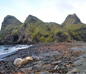 The rocky outcrops of Nuggets Point with several elephant seals lying on the left of the small isthmus