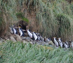 At Nuggets Point — A line of royal penguins marching in single file along a path on the bank of Nuggets Creek. They are heading towards the beach