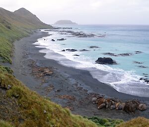 View to the north along the beach towards North Head (in the distance) from the ridge just near Nuggets Point. There is a group of elephant seals lying together on the beach