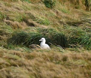 An albatross chick sitting on a nest amongst the tussock grass. This chick has a long tenuous journey ahead if it is to survive and ultimately contribute to the breeding population. Life for this chick in the sub-Antarctic can be very harsh
