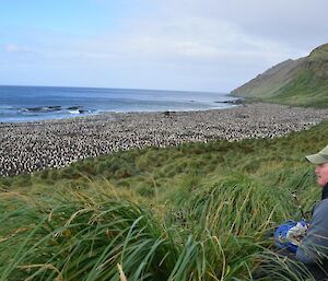 Many thousands of king penguins including chicks in soft downy feathers, standing shoulder to shoulder along a section of rugged coastline at Lusitania Bay. Being observed from a slope above the the colony by the ranger
