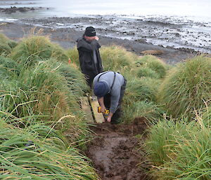 Dave and Chris working together on installing new board walk over a muddy section of track. The beach in the background has one elephant seal on it